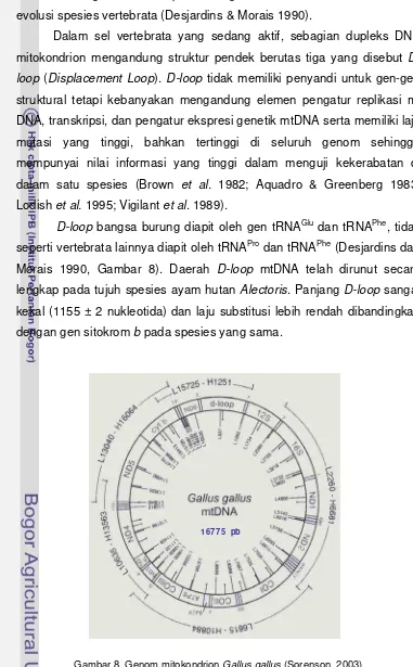 Gambar 8. Genom mitokondrion  Gallus gallus (Sorenson  2003) 