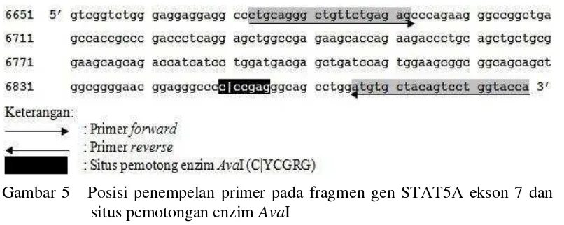 Gambar 5   Posisi penempelan primer pada fragmen gen STAT5A ekson 7 dan 
