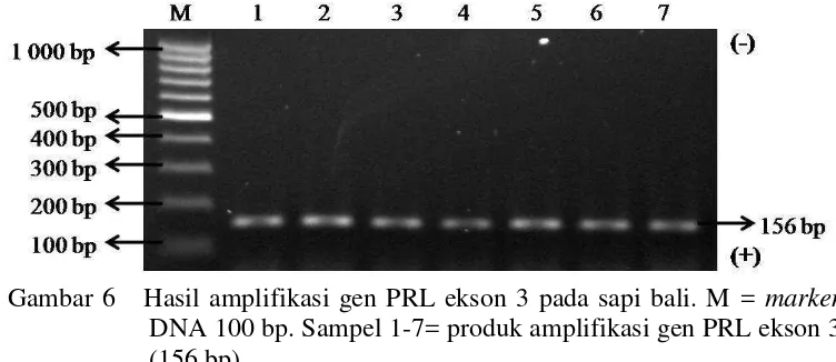Gambar 6   Hasil amplifikasi gen PRL ekson 3 pada sapi bali. M = marker  
