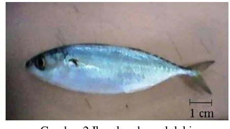 Gambar 2 Ikan kembung lelaki 