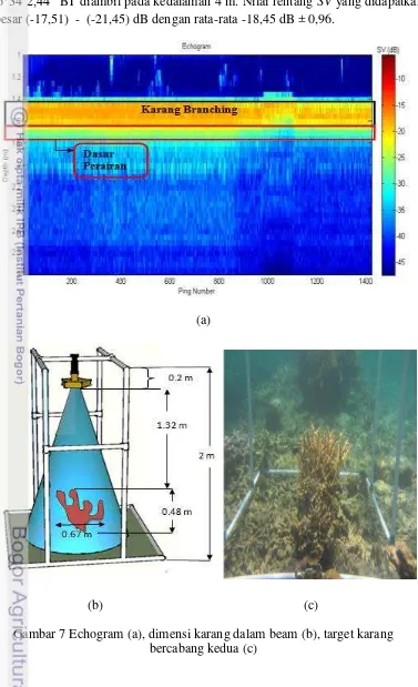 Gambar 7 Echogram (a), dimensi karang dalam beam (b), target karang   
