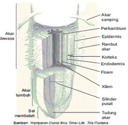 Gambar 11.  Penampang melintang akar.