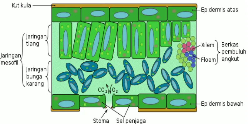 Gambar  15.  Penampang melintang daun