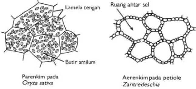 Gambar 3.  Contoh Jaringan Parenkim