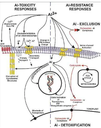 Gambar 9 Mekanisme detoksiikasi Al dalam sel tanaman yang toleran AlSumber: Kochian et al