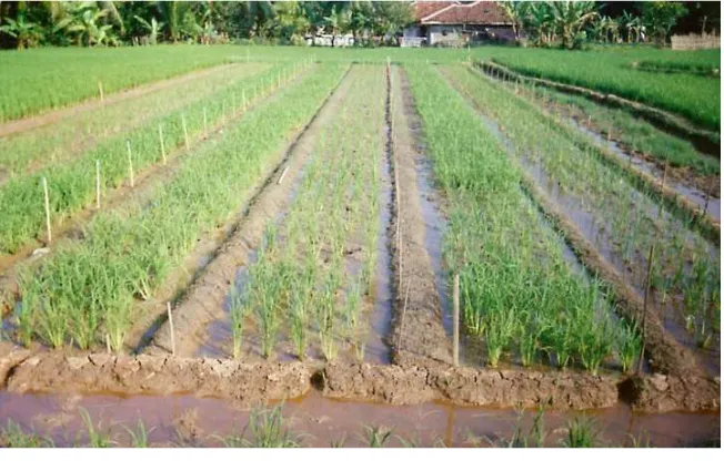 Gambar 10 Evaluasi tanaman padi toleran P rendah di Ultisols Jasinga. P Bray I 0.13 ppm (sangat rendah); T= toleran, P= pekaSumber: Syarif et al