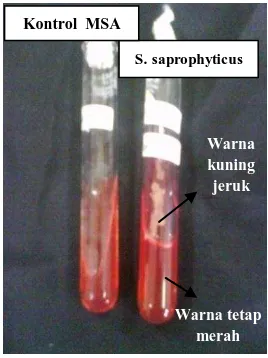 Gambar 4. Hasil kultur bakteri Pseudomonas aeruginosa  