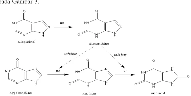 Gambar  3.  Mekanisme allopurinol terhadap enzim xantin oksidase pada pembentukan asam urat (Tjay dan Raharja, 2002) 