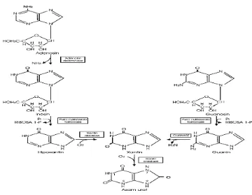 Gambar 1.  Pembentukan asam urat dari nukleotida purin melalui basa 