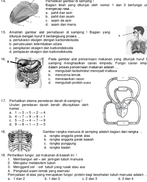 Gambar rangka manusia di samping adalah bagian dari rangka … 