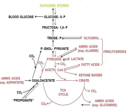 Gambar 13.  Proses Glikogenolisis, glikolisis dan siklus krebs  