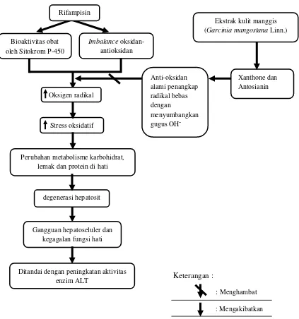 Gambar 1. Pengaruh xanthone dan antosianin terhadap radikal bebas akibat rifampisin (Nugroho, 2009; Jung et al., 2006; Weecharangsan et al., 2006; Prabowo, 2012)