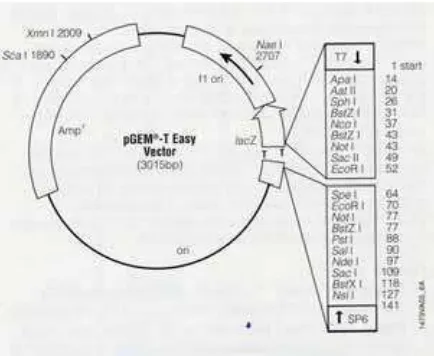 Gambar 2.  Peta Plasmid pGEM-T Easy (Promega) 
