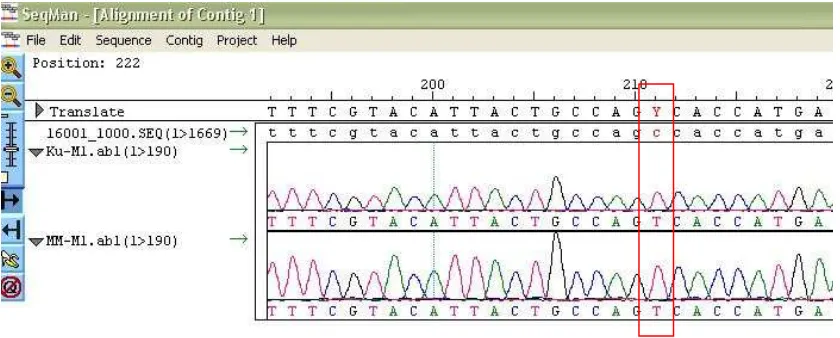 Figure 2. Nucleotide Sequence Comparison Samples of CRS. CRS standard nucleotide sequence contained in the first row