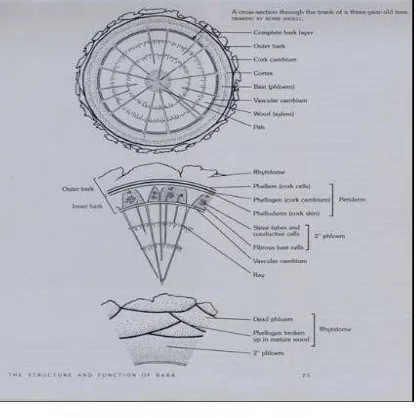 Gambar 1.  Struktur Kulit Kayu (Sanved, K. B, 1993) 