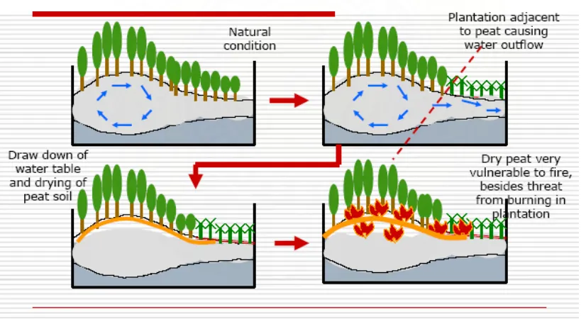 Gambar 3.  Skenario yang umum terjadi dimana drainase yang tidak terkontrol akan menyebabkan terjadinya kebakaran di lahan gambut   (Lee,2004)
