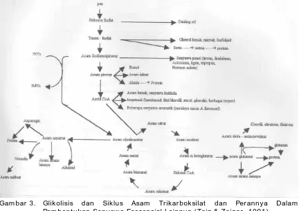Gambar 3.  Glikolisis  Pembentukan Senyawa Esesensial Lainnya (Taiz & Zeiger, 1991) 