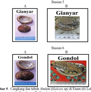 Gambar 5. Cangkang dan tubuh Abalon (Haliotis sp) di Enam (6) Lokasi Penelitian(A: Cangkang; B: Cangkang dan isinya)