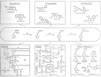 Gambar 3. Illustrasi Biosintesis Berbagai Material Fenolik Pada Tanaman. 