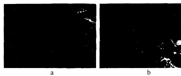 Gambar 2. Ampas sagu (a) dan serabut ampas sagu (b). 