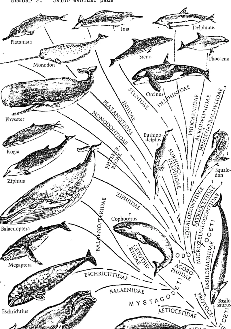 Gambar  2.  Jalur  evolusi  paus 