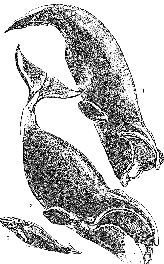 Gambar  3.  Bentuk  species  paus 