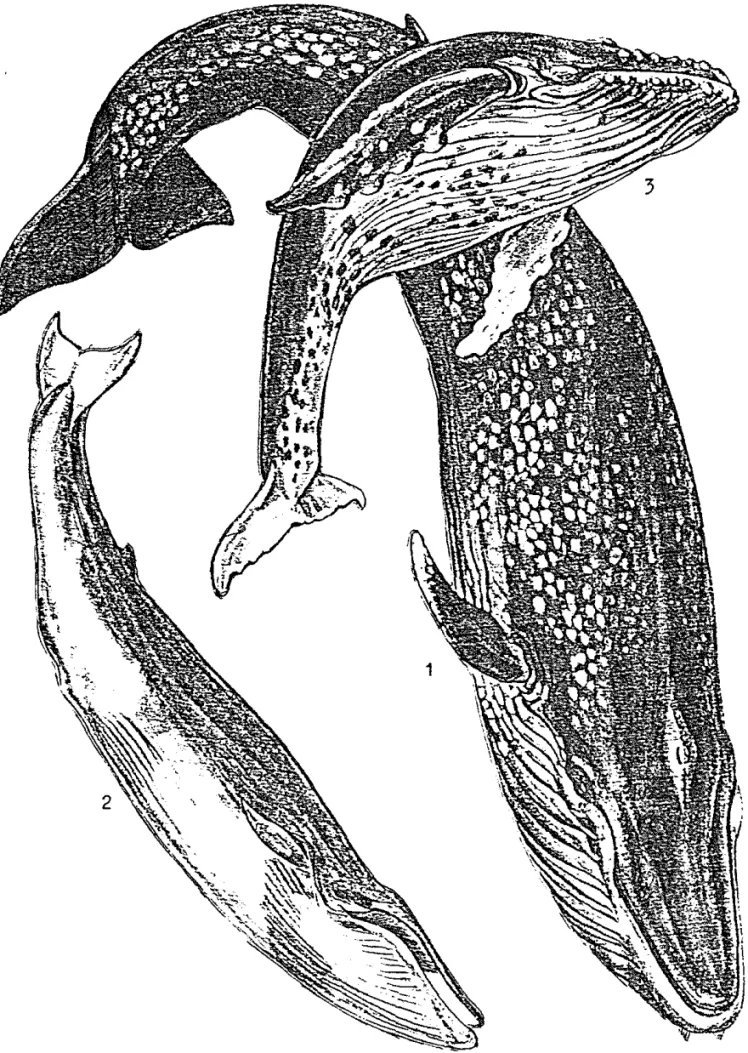 Gambar  5.  Bentuk  species  paus 