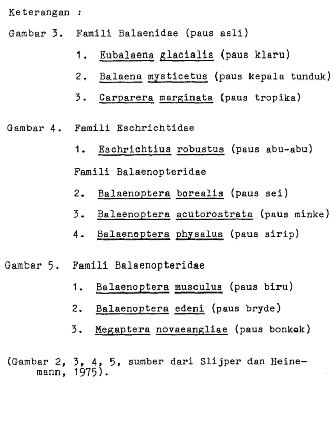 Gambar  3.  Famili  Balaenidae  (paus  asli) 