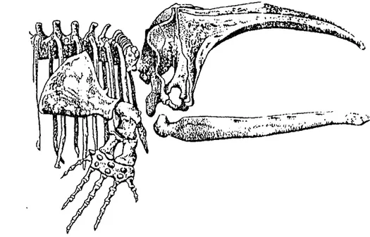 Gambar  6.  Struktur  balen  pada  paus  ｾ｡ｭｩｬｩ＠ Balaenopteridae  dan  Balaenidae  (kiri)  beserta  tengkorak  paus  ｾ｡ｮ＠  kerang-ka  tungkerang-kai  depan  (kerang-kanan)