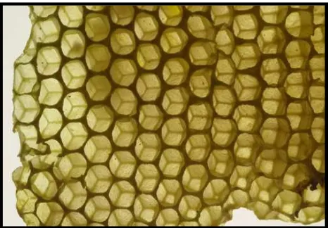 Figure 2.1: The bee's honeycomb is a two-dimensional cellular structure (Source: Waynesword) 