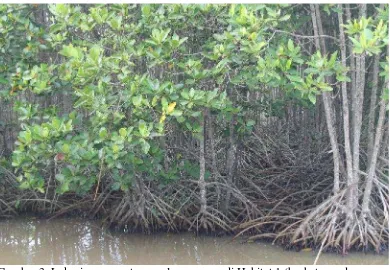 Gambar 3. Lokasi pengamatan areal mangrove di Habitat 1 (berbatasan denganlaut) di Desa Margasari Kecamatan Labuhan Maringgai KabupatenLampung Timur pada bulan April tahun 2013.