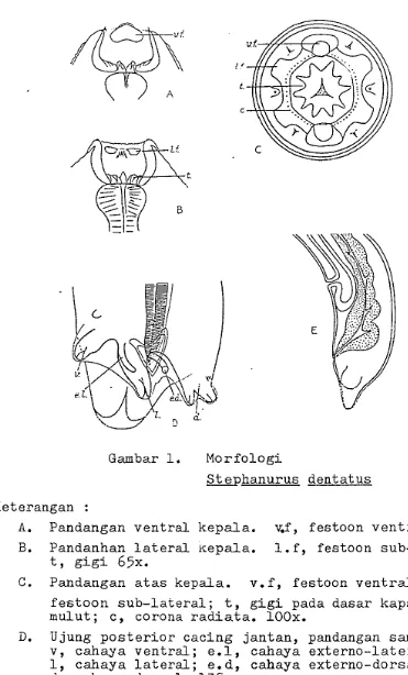 Gambar 1. Morfologi Stephanurus dentatus 