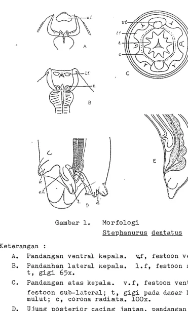 Gambar 1. Morfologi Stephanurus dentatus 