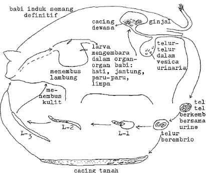 Gambar 4. Siklus hidup Stephanurus dentatus 