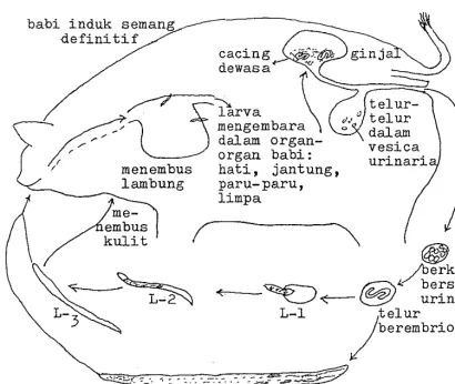 Gambar 4. Siklus hidup Stephanurus dentatus 