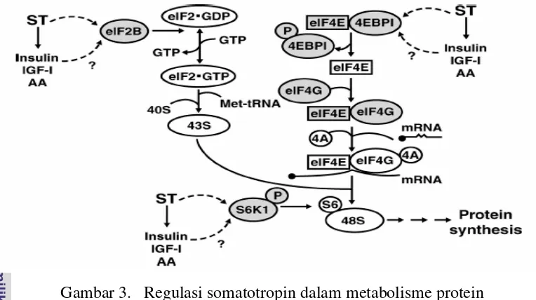 Gambar 3.   Regulasi somatotropin dalam metabolisme protein 