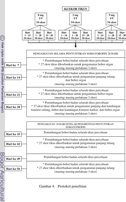 Gambar 4.   Protokol penelitian 