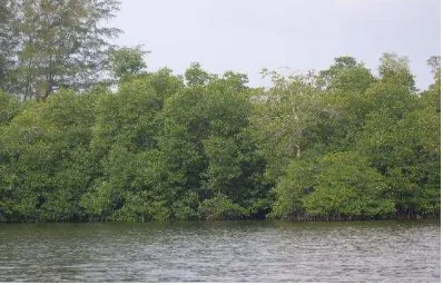 Gambar  2. Hutan Mangrove di  Singkil  