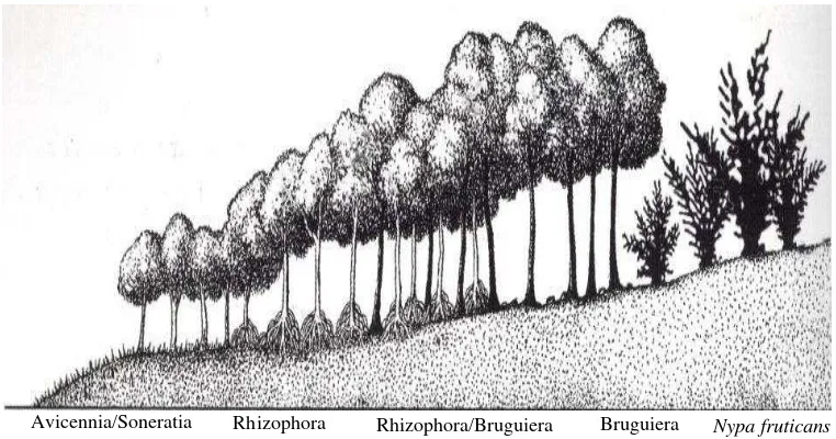 Gambar  3.  Pola Zonasi Hutan Mangrove dari Tepi Laut Menuju ke Arah Daratan (Bengen,  2004) 