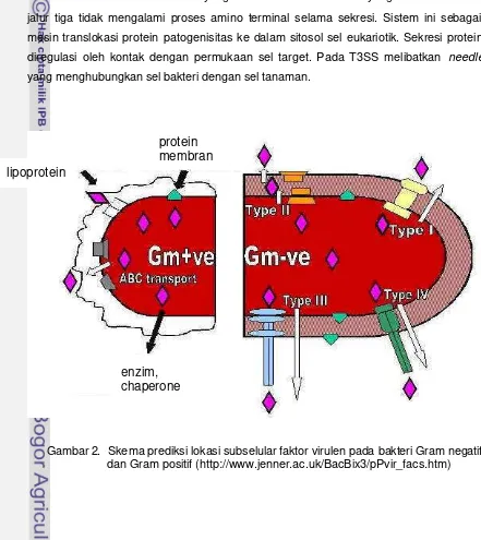 Gambar 2.  Skema prediksi lokasi subselular faktor virulen pada bakteri Gram negatif 