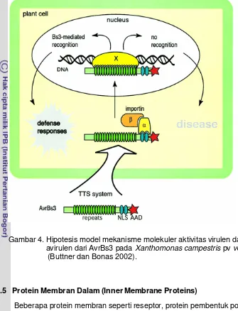 Gambar 4. Hipotesis model mekanisme molekuler aktivitas virulen dan 