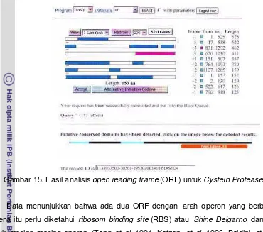 Gambar 15. Hasil analisis open reading frame (ORF) untuk Cystein Protease (Cp). 