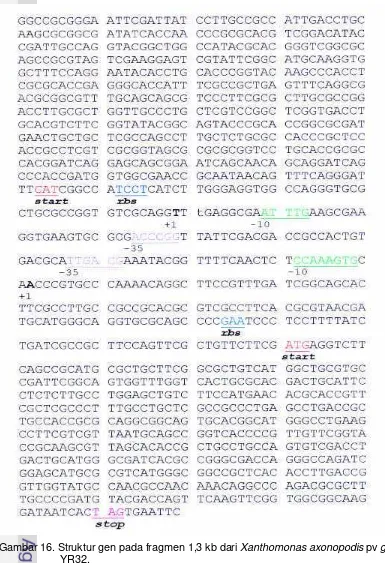 Gambar 16. Struktur gen pada fragmen 1,3 kb dari Xanthomonas axonopodis pv glycines 