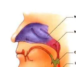 Gambar 8 . Anatomi nasofaring 