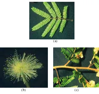 Gambar 1   A. villosa: daun (a), bunga (b) dan batang (c).   Sumber: Perez et al. (1999)  