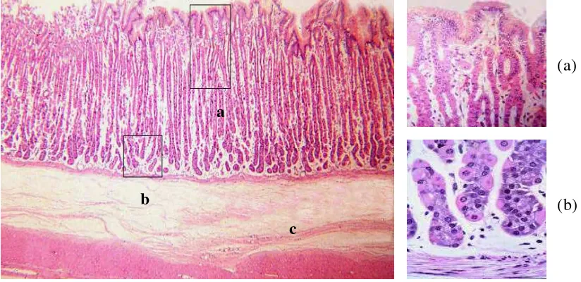 Gambar 3  Histologi Lambung: (a) lapisan epitel, (b) kelenjar dan (c) lapis submukosa