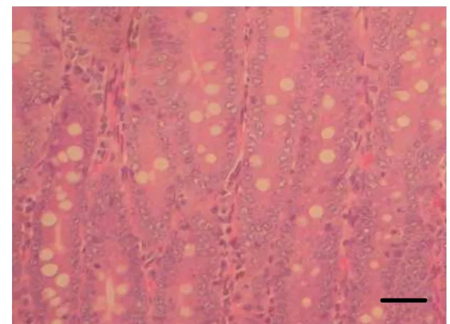 Gambar 9   Proliferasi sel Goblet pada usus halus tikus. Pewarnaan HE,   bar 30 µm. 