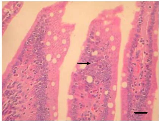 Gambar 12    Hiperplasia sel epitel usus halus tikus (panah). Pewarnaan HE,  bar 30µm