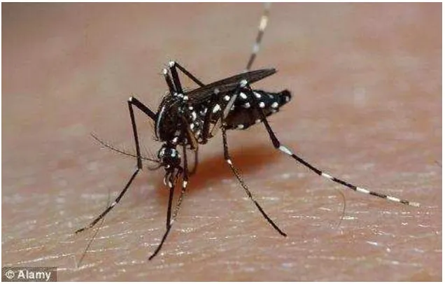 Gambar 5. Nyamuk Aedes aegypti 