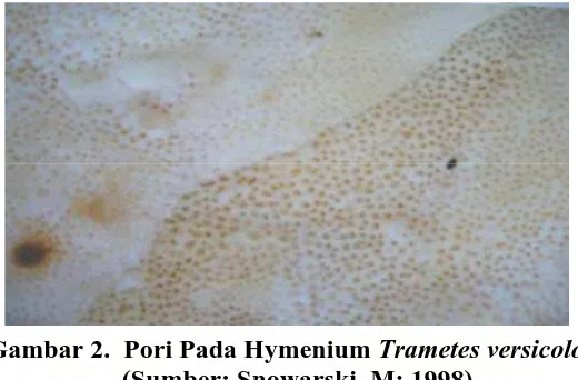 Gambar 2.  Pori Pada Hymenium Trametes versicolor    (Sumber: Snowarski. M; 1998) 